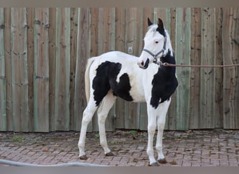 Paint-häst, Sto, 1 år, 150 cm, Tovero-skäck-alla-färger