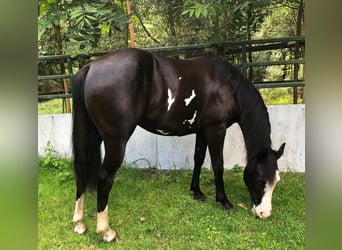 Paint Horse, Stute, 1 Jahr, 151 cm, Overo-alle-Farben