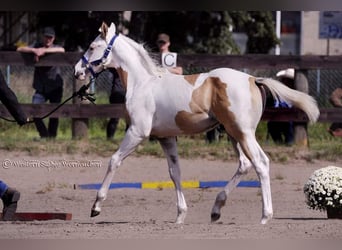 Paint-häst, Sto, 1 år, 151 cm, Tovero-skäck-alla-färger