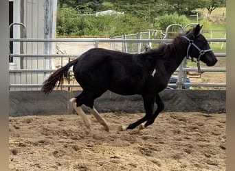 Paint-häst, Sto, 1 år, 153 cm, Mörkbrun