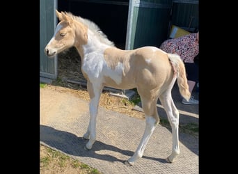 Paint-häst, Sto, 1 år, 155 cm, Palomino