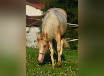 Paint-häst, Sto, 1 år, 155 cm, Pinto