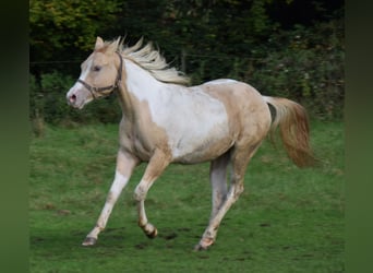 Paint-häst, Sto, 1 år, 155 cm, Pinto