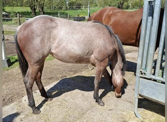 Paint Horse, Stute, 1 Jahr, 158 cm, Roan-Bay