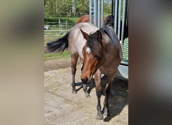 Paint Horse, Stute, 1 Jahr, 158 cm, Roan-Bay