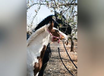 Paint-häst Blandning, Sto, 1 år, 160 cm, Pinto