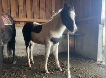 Paint-häst Blandning, Sto, 1 år, 160 cm, Pinto