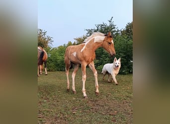 Paint-häst, Sto, 1 år, Gulbrun