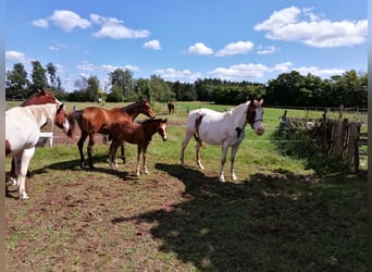 Paint Horse, Stute, 2 Jahre, 150 cm, Dunkelbrauner