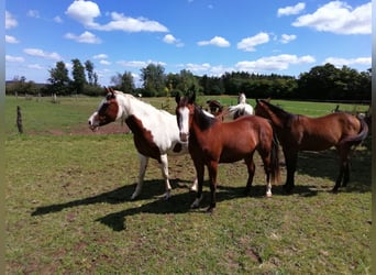 Paint Horse, Stute, 2 Jahre, 150 cm, Dunkelbrauner