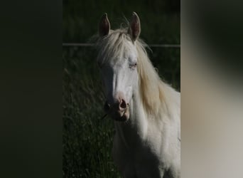 Paint-häst, Sto, 2 år, 150 cm, Perlino