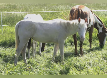 Paint-häst, Sto, 2 år, 150 cm, Perlino