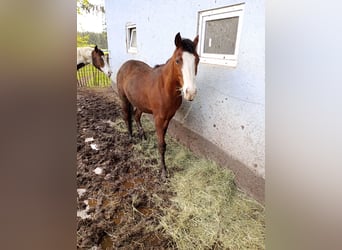 Paint-häst, Sto, 2 år, 150 cm, Rökfärgad svart