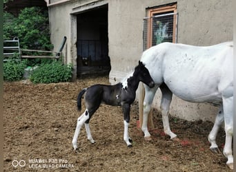 Paint-häst, Sto, 2 år, 150 cm, Tobiano-skäck-alla-färger