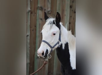Paint-häst, Sto, 2 år, 150 cm, Tovero-skäck-alla-färger