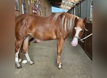 Paint Horse, Stute, 2 Jahre, 152 cm, Fuchs