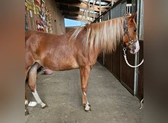 Paint-häst, Sto, 2 år, 152 cm, fux