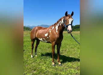 Paint-häst, Sto, 2 år, 152 cm, Overo-skäck-alla-färger