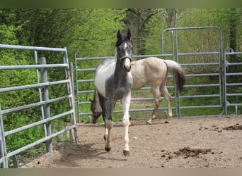 Paint-häst, Sto, 2 år, 154 cm, Tobiano-skäck-alla-färger