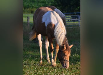 Paint-häst, Sto, 2 år, 155 cm, Pinto
