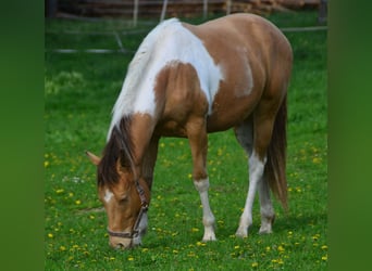 Paint-häst, Sto, 2 år, 155 cm, Pinto