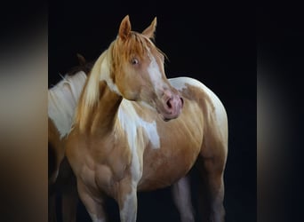 Paint-häst, Sto, 2 år, 155 cm, Tobiano-skäck-alla-färger