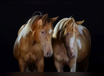 Paint-häst, Sto, 2 år, 155 cm, Tobiano-skäck-alla-färger