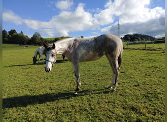 Paint-häst, Sto, 2 år, 158 cm, Overo-skäck-alla-färger