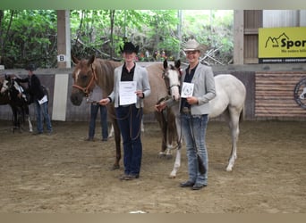 Paint-häst, Sto, 2 år, 158 cm, Overo-skäck-alla-färger