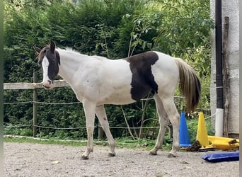 Paint-häst, Sto, 2 år, Tobiano-skäck-alla-färger