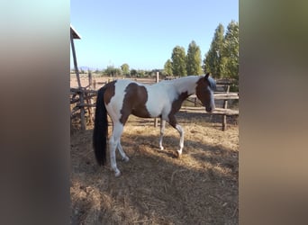 Paint-häst, Sto, 3 år, 142 cm, Pinto