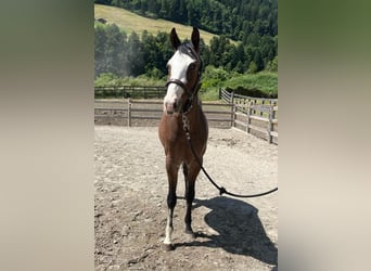 Paint-häst, Sto, 3 år, 145 cm, Overo-skäck-alla-färger