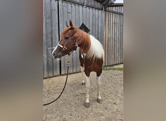 Paint-häst, Sto, 3 år, 147 cm, Tobiano-skäck-alla-färger