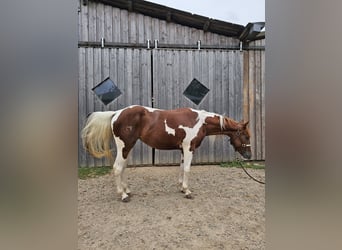 Paint-häst, Sto, 3 år, 147 cm, Tobiano-skäck-alla-färger