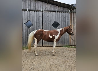 Paint-häst, Sto, 3 år, 147 cm, Tobiano-skäck-alla-färger