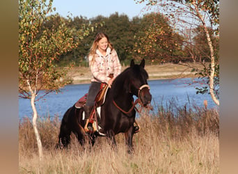 Paint Horse Blandning, Stute, 3 Jahre, 149 cm