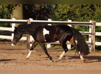 Paint Horse Blandning, Stute, 3 Jahre, 149 cm