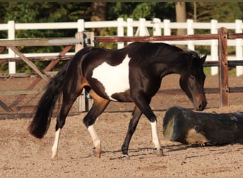 Paint Horse Blandning, Stute, 3 Jahre, 149 cm