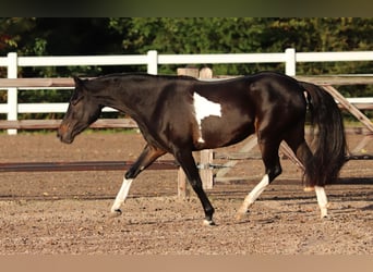 Paint Horse Blandning, Stute, 3 Jahre, 149 cm