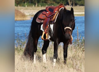 Paint Horse Blandning, Stute, 3 Jahre, 149 cm