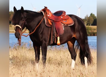 Paint Horse Blandning, Stute, 3 Jahre, 149 cm