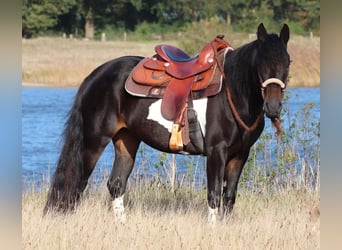 Paint Horse Blandning, Stute, 3 Jahre, 149 cm