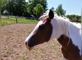 Paint-häst, Sto, 3 år, 150 cm, Overo-skäck-alla-färger