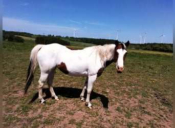 Paint-häst, Sto, 3 år, 150 cm, Overo-skäck-alla-färger