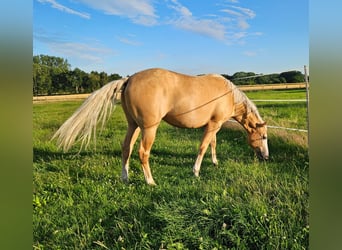 Paint-häst, Sto, 3 år, 150 cm, Palomino