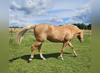 Paint-häst, Sto, 3 år, 150 cm, Palomino
