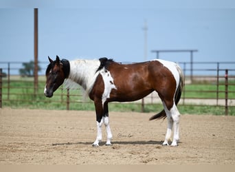 Paint-häst, Sto, 3 år, 150 cm, Tobiano-skäck-alla-färger