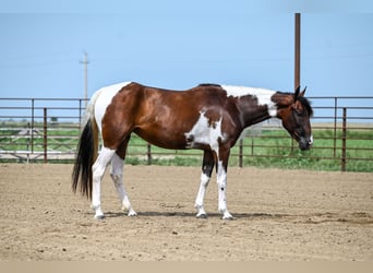 Paint-häst, Sto, 3 år, 150 cm, Tobiano-skäck-alla-färger