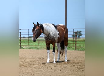 Paint-häst, Sto, 3 år, 150 cm, Tobiano-skäck-alla-färger