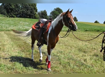 Paint-häst, Sto, 3 år, 150 cm, Tovero-skäck-alla-färger